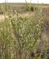 Struthiola leptantha