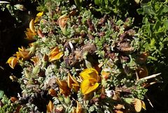 Adesmia spinosissima