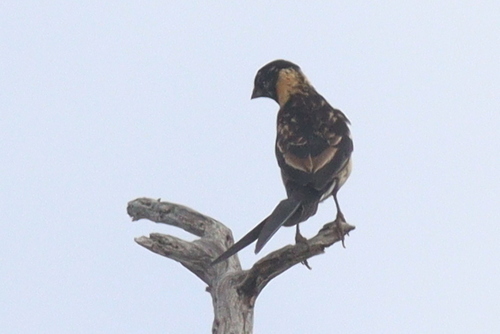 Long-tailed Paradise Whydah (Vidua paradisaea), photo 8