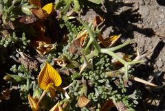 Adesmia spinosissima