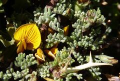 Adesmia spinosissima