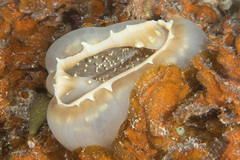 Amplexidiscus fenestrafer