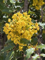 Berberis aquifolium