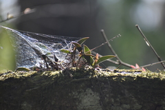 Epidendrum conopseum