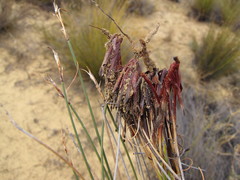 Schoenus pseudoloreus