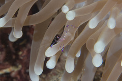 Ancylomenes sarasvati