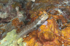 Ecsenius yaeyamaensis