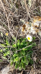 Bellis sylvestris