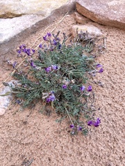 Astragalus desperatus