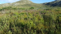 Arthroleptella lightfooti