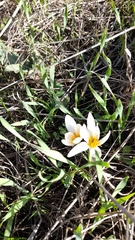 Crocus hyemalis