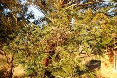 Dasineura rubiformis