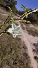 Ipomoea coptica