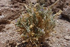 Astragalus arequipensis