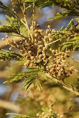 Dasineura rubiformis