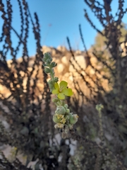 Verbascum sinaiticum