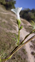 Ipomoea coptica