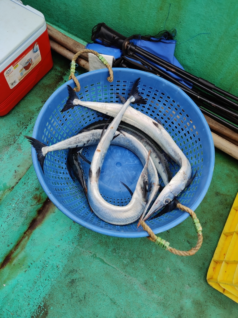 Flat needlefish