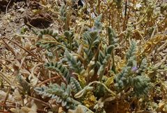 Astragalus arequipensis