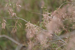 Tamarix