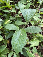 Heliotropium verdcourtii