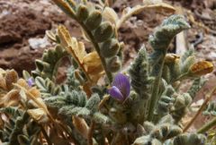 Astragalus arequipensis
