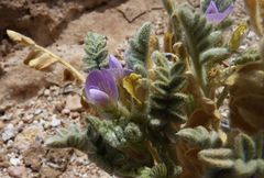 Astragalus arequipensis