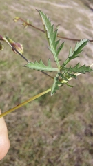Ipomoea coptica