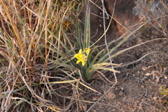 Hypoxis villosa