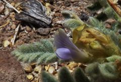 Astragalus arequipensis