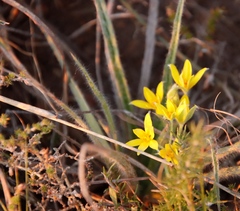Hypoxis villosa