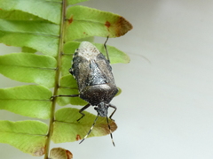 Rhaphigaster nebulosa
