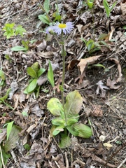 Erigeron pulchellus pulchellus
