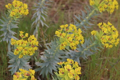 Euphorbia rigida
