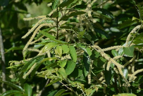 Allegheny Chinquapin