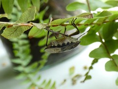 Rhaphigaster nebulosa