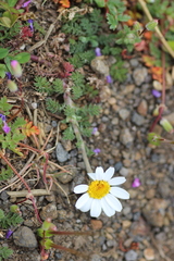 Anthemis chia