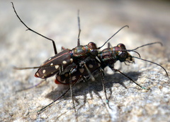 Cicindela sedecimpunctata