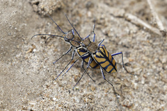 Chaetodera regalis