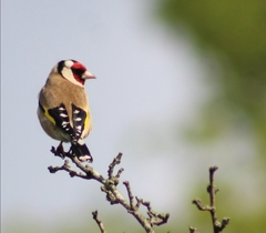 Carduelis carduelis