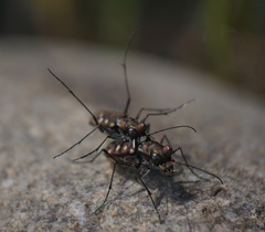Cicindela sedecimpunctata