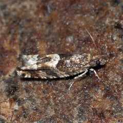 Pseudexentera maracana