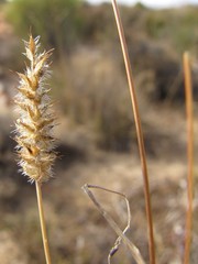 Tribolium hispidum