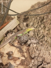 Cnemidophorus ruatanus