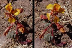 Hoffmannseggia doellii