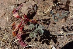 Hoffmannseggia doellii