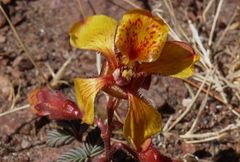 Hoffmannseggia doellii