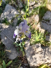 Iris mesopotamica