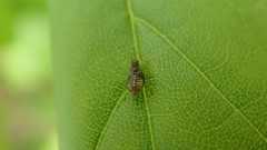 Periphyllus testudinaceus