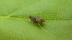 Periphyllus testudinaceus